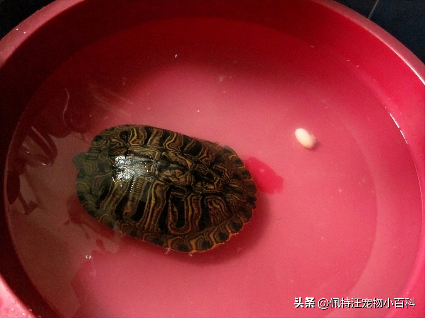 巴西龟怎么养才能提高他们的寿命,巴西龟怎么养能活多久