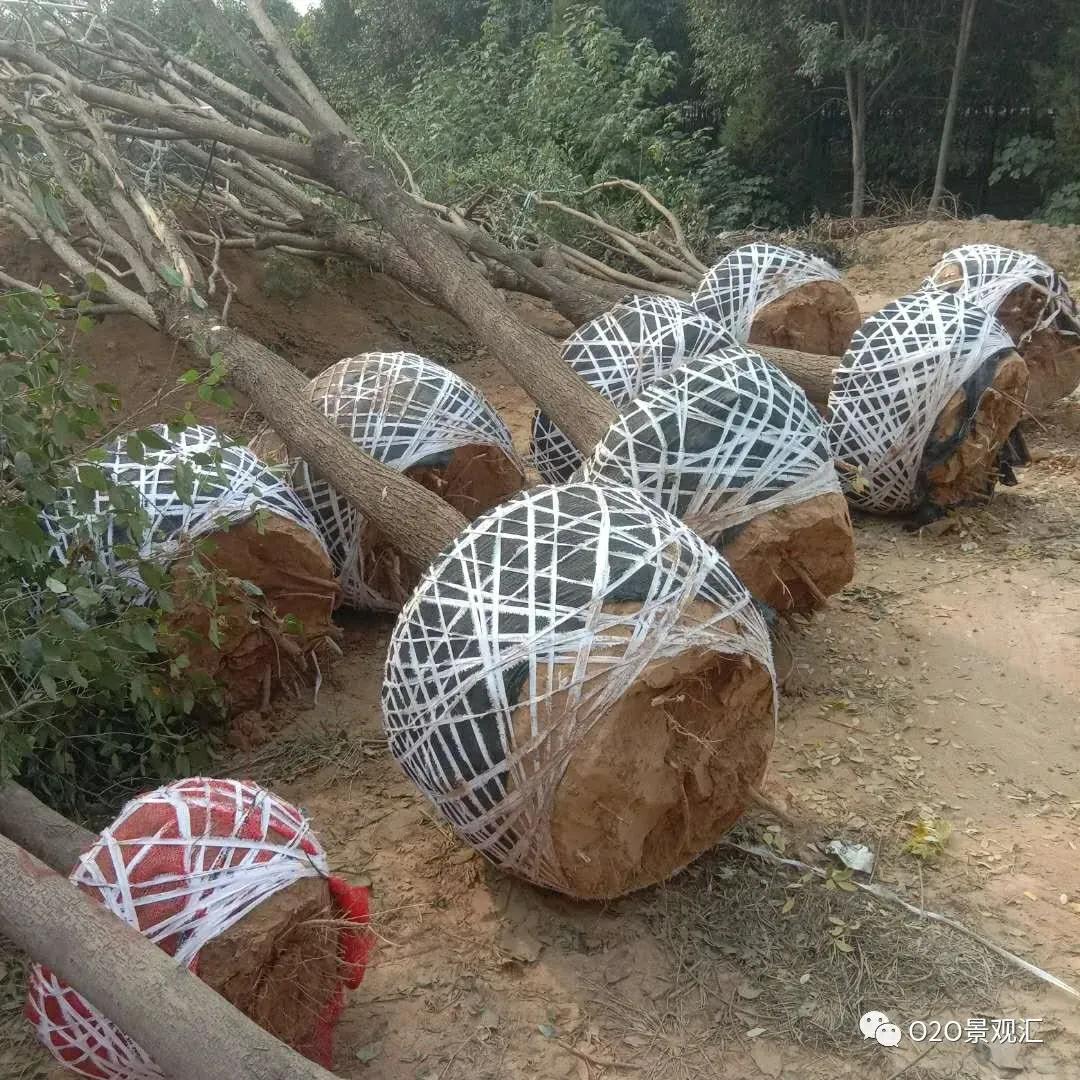 园林枯死树木怎么处理,苗木移栽后死亡原因