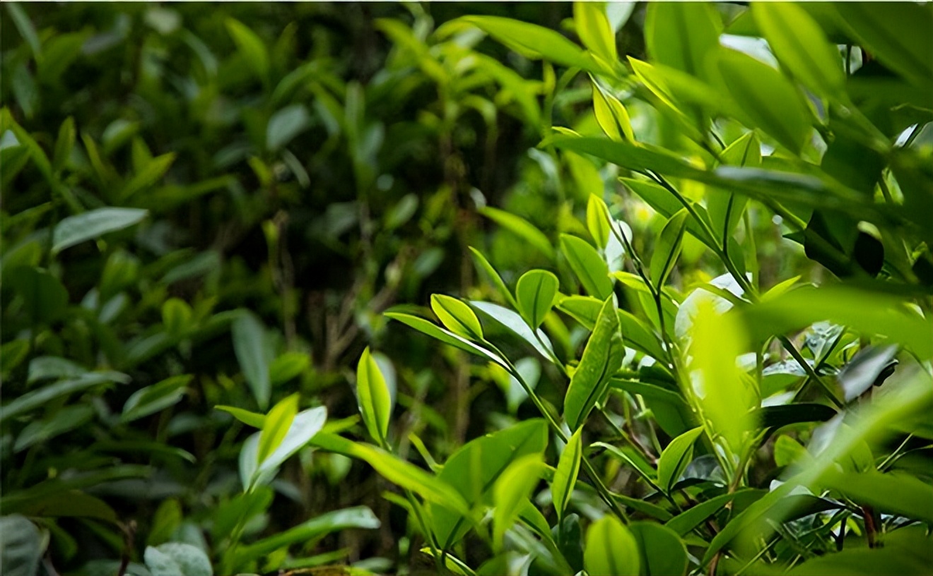 武夷之韵岩茶水金龟,名枞水金龟武夷岩茶