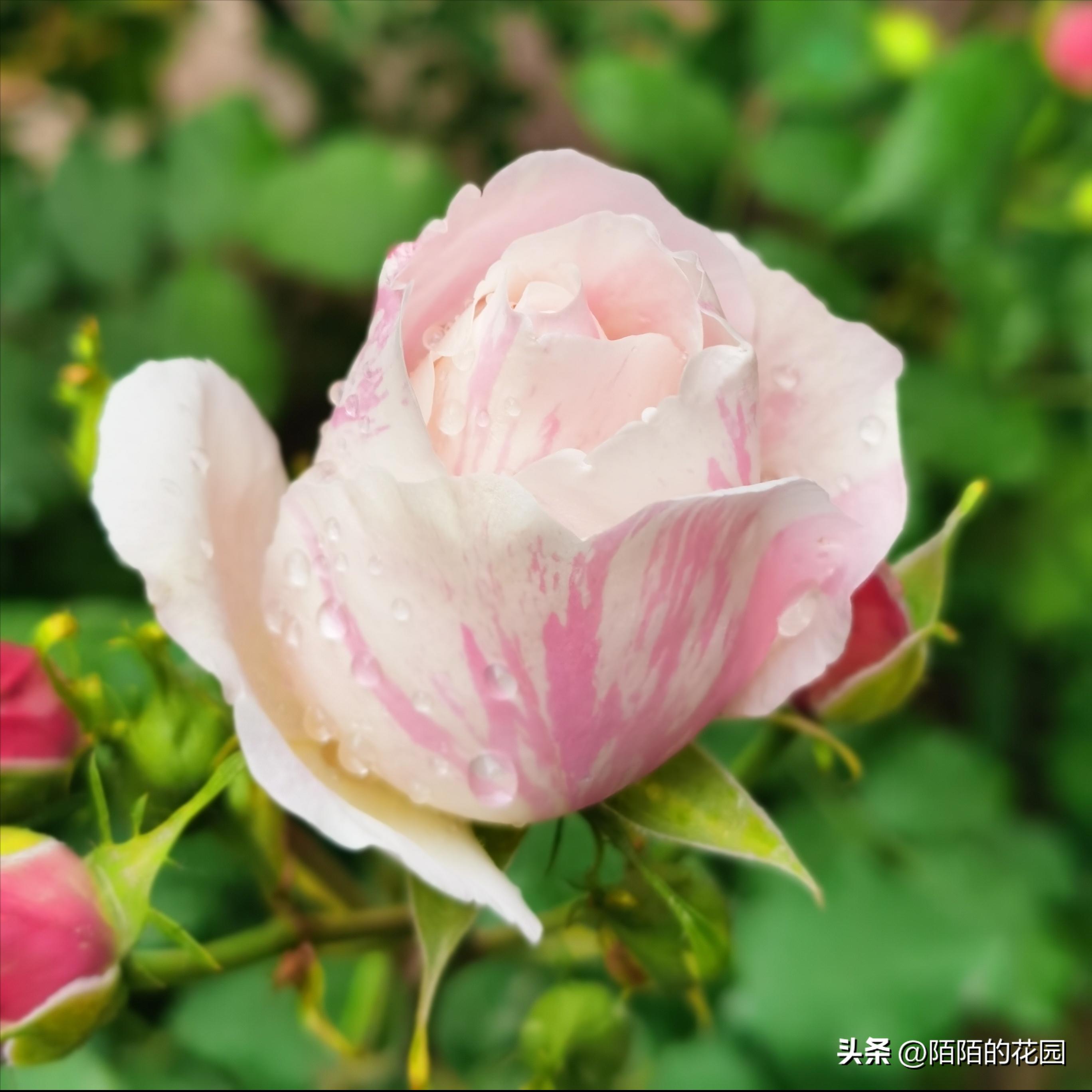 夏季浪漫月季怎么养殖,月季情书的养护