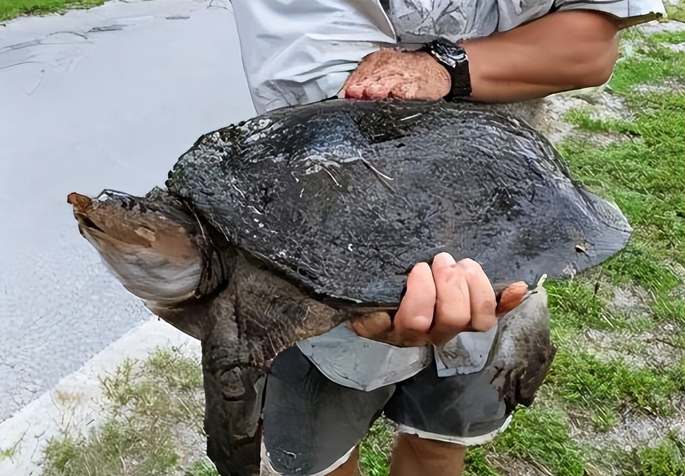 珍珠鳖在美国泛滥了吗,美国珍珠鳖对生态危害