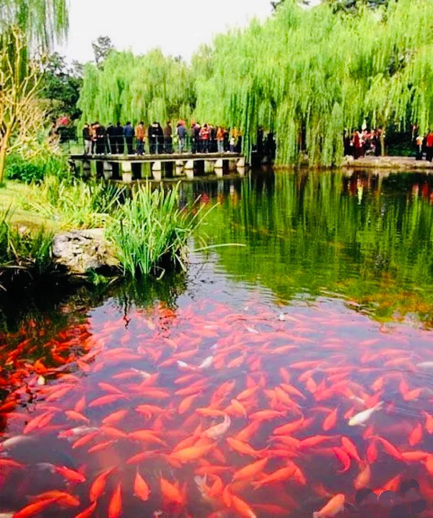 杭州西湖大雪纷飞,杭州西湖风景名胜区