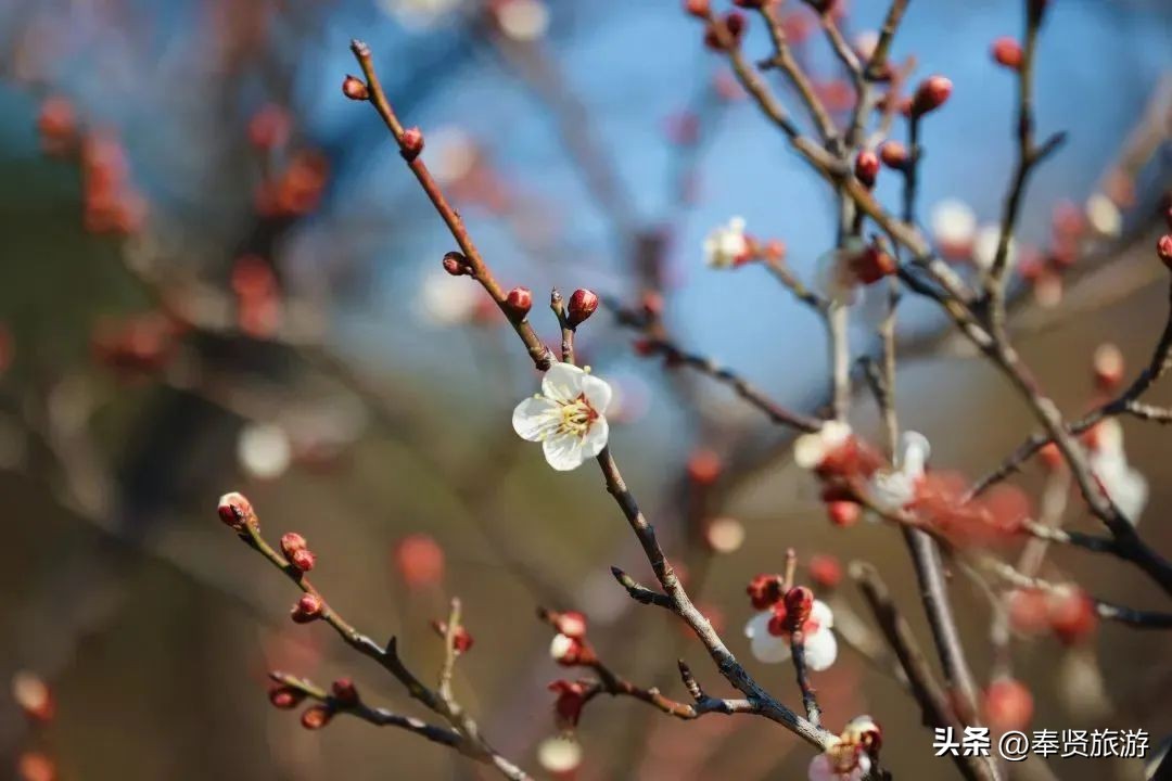 赏梅胜地梅园,赏梅好时节