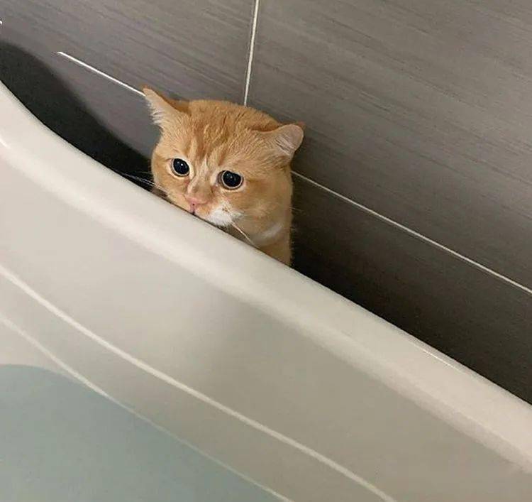 不管多生气也不要冷暴力,无论多生气也别打猫咪这几个部位