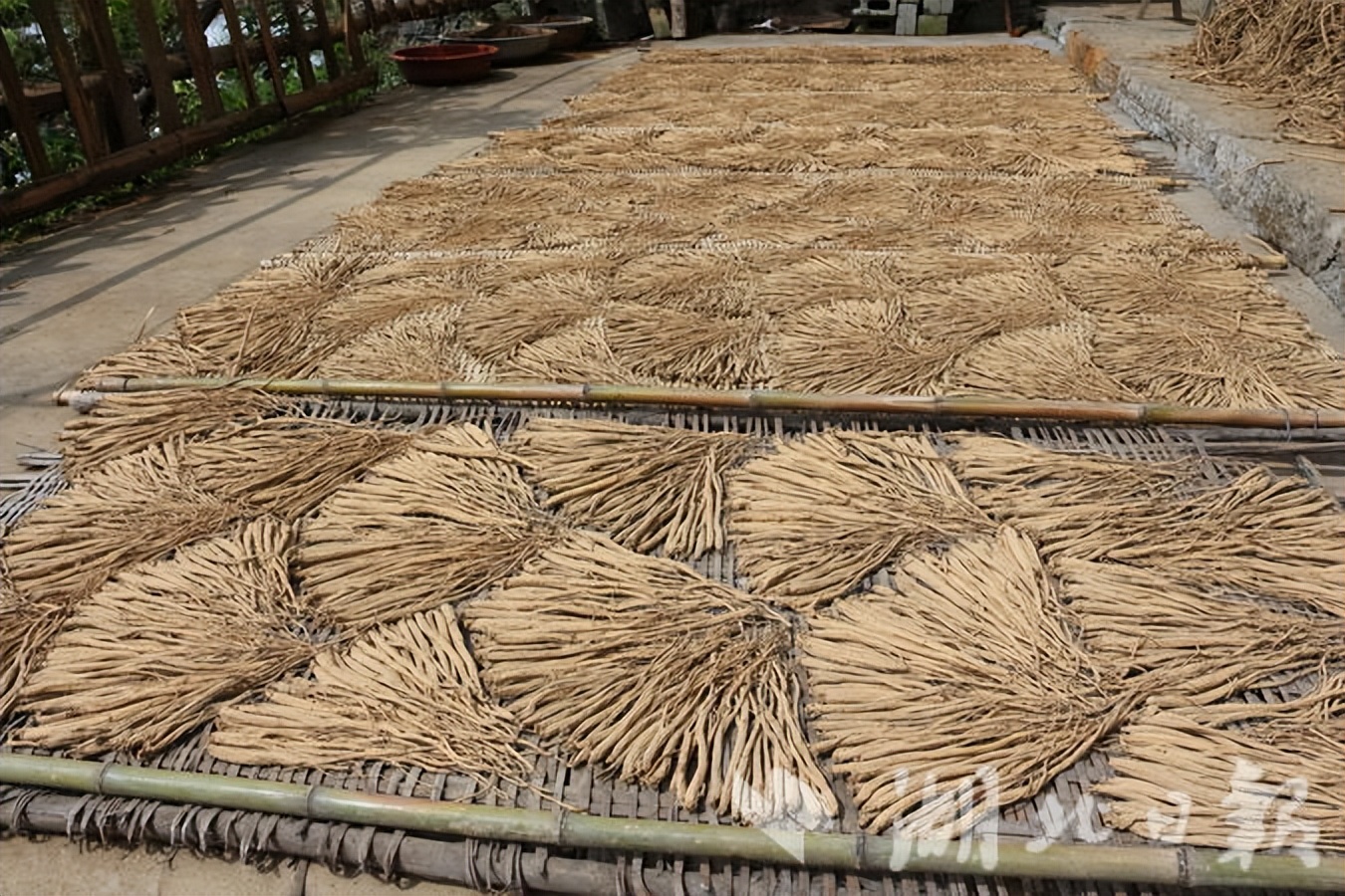 湖北恩施板桥镇党参,中国党参之乡湖北恩施板桥