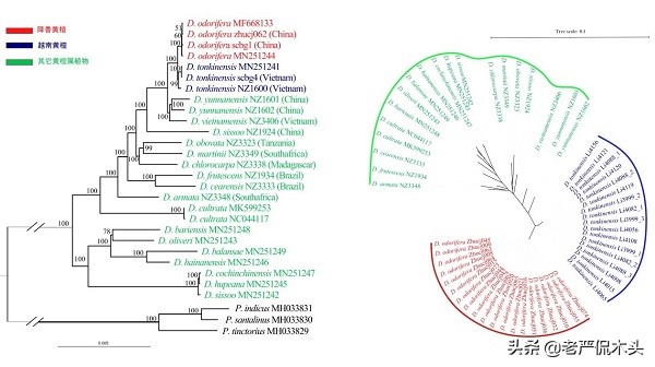 越南vs海南,越南花梨和海南黄花梨的区别