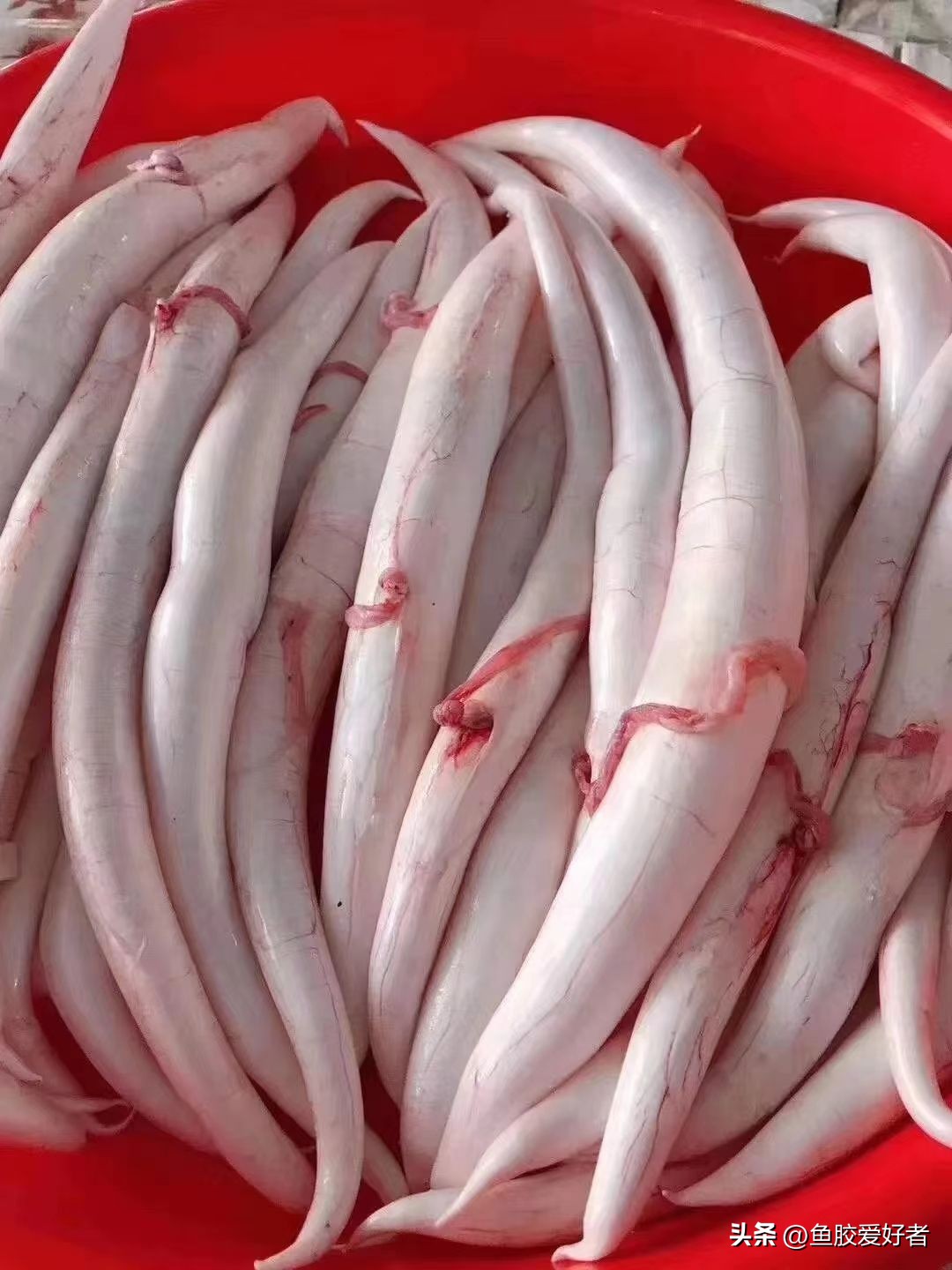 广东的鱼胶是不是智商税,吃鱼胶是交智商税吗