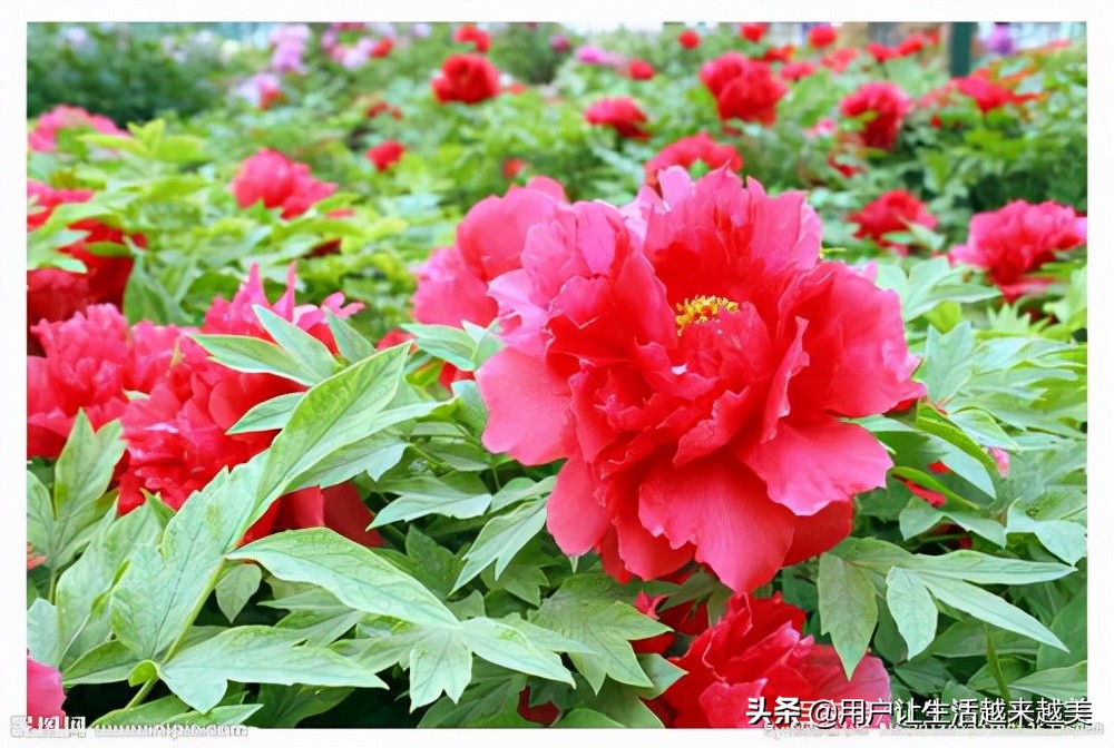 牡丹为什么被称为中国的国花,为什么牡丹能成为中国的国花