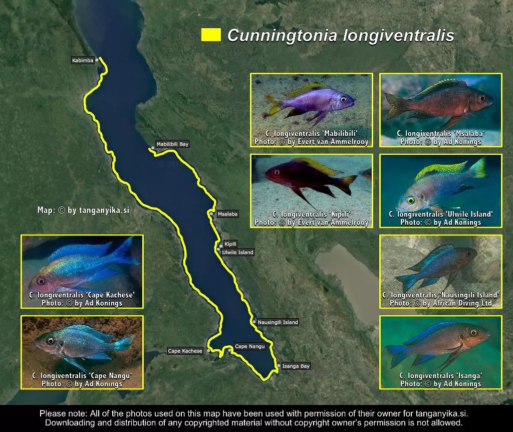 三湖慈鲷杂鲷品种图鉴大全,三湖慈鲷最好看的十种马鲷