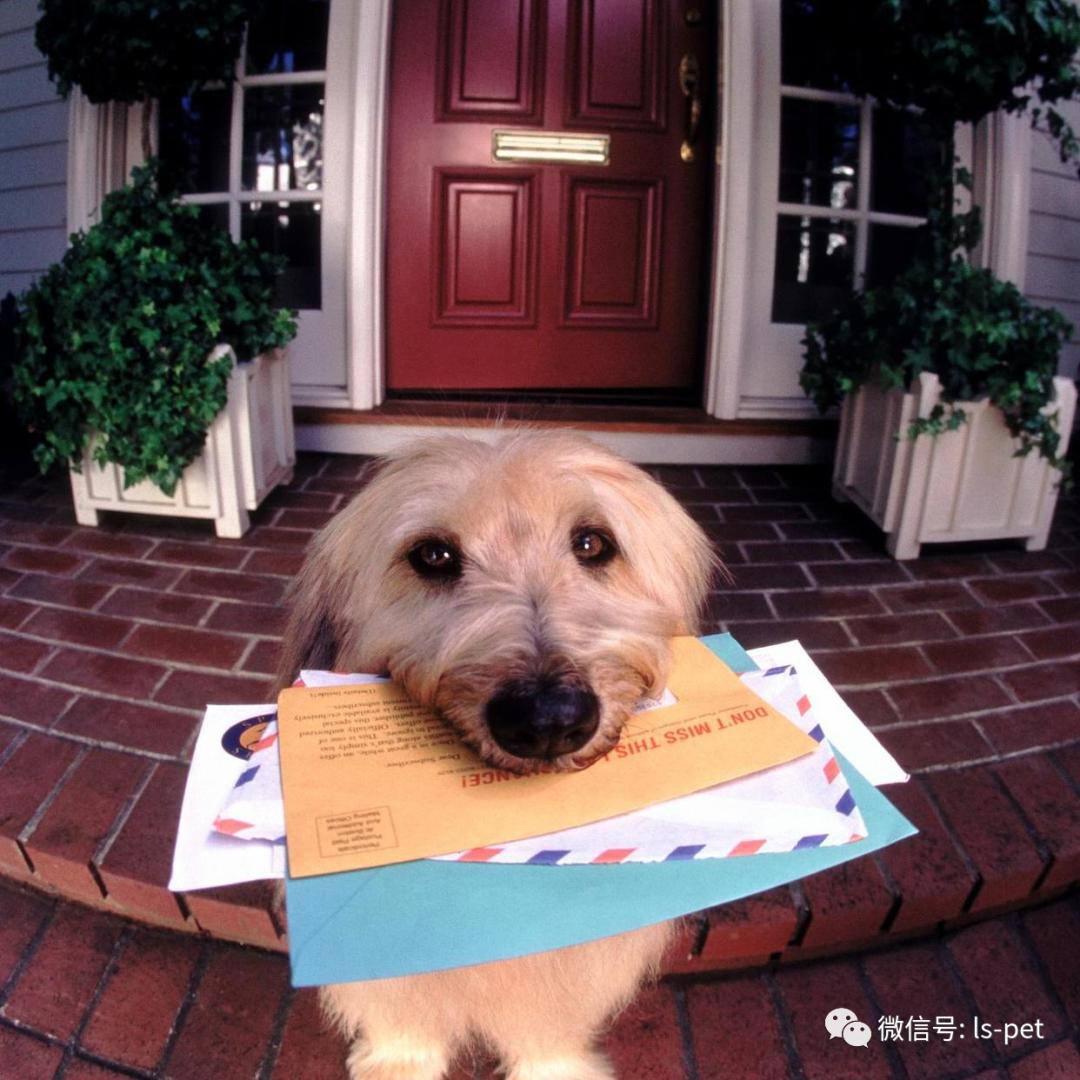 养狗的好处和坏处共9篇,养狗对抑郁症有什么好处和坏处