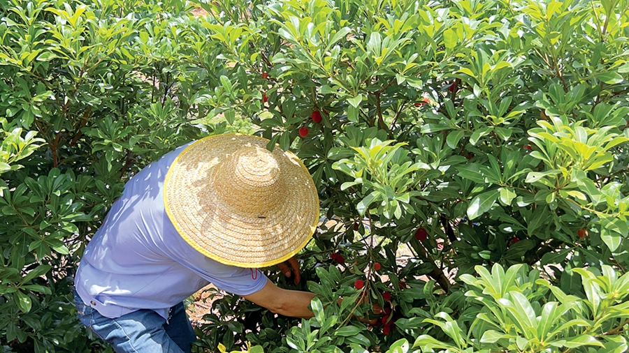 杨梅基地的杨梅熟了吗,广西博白种杨梅几年结果