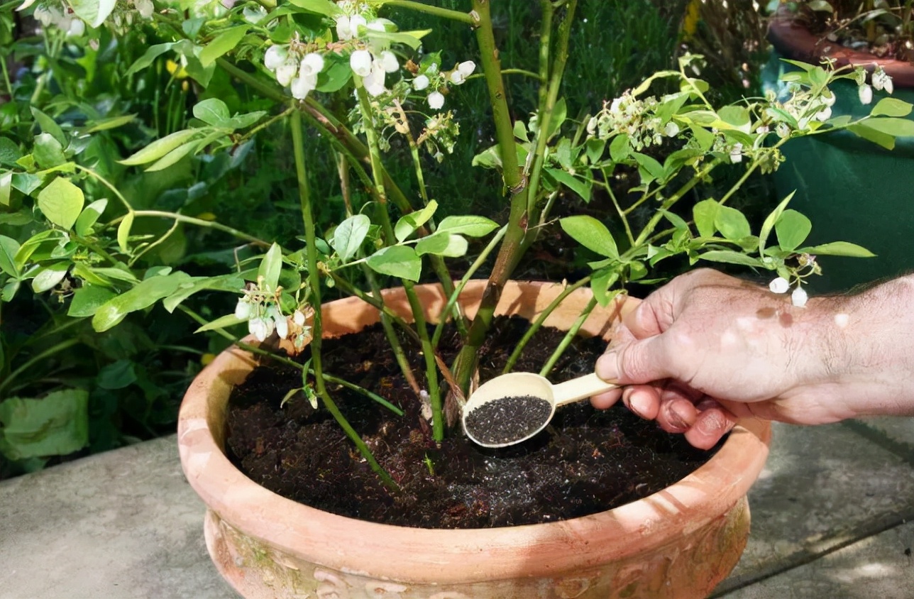 盆栽花卉的土壤变硬以后如何改变,养花小妙招盆栽土壤