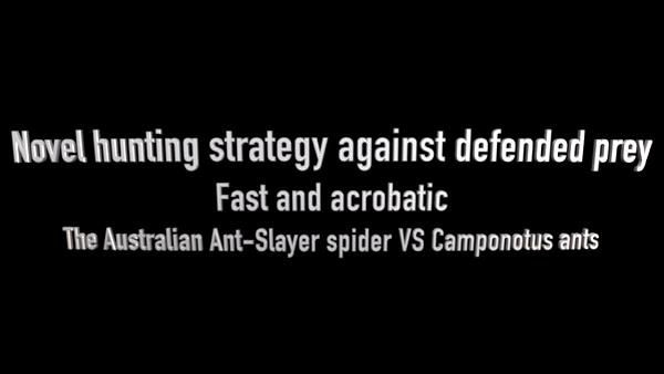 天下第七！研究人员发现全新的蜘蛛捕猎技巧