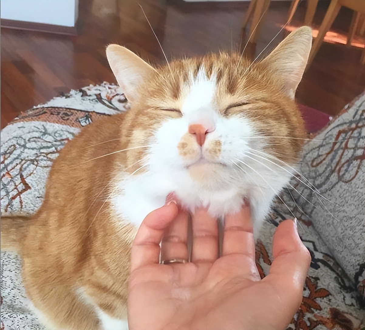 有六大特征的猫有福,什么猫好养比较聪明旺财