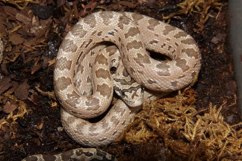 「原来欧洲有这么多种蛇？！」偷师卡塞尔的豢龙大师·下