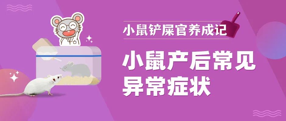 崩溃!小鼠产后出现异常症状,该怎么办?