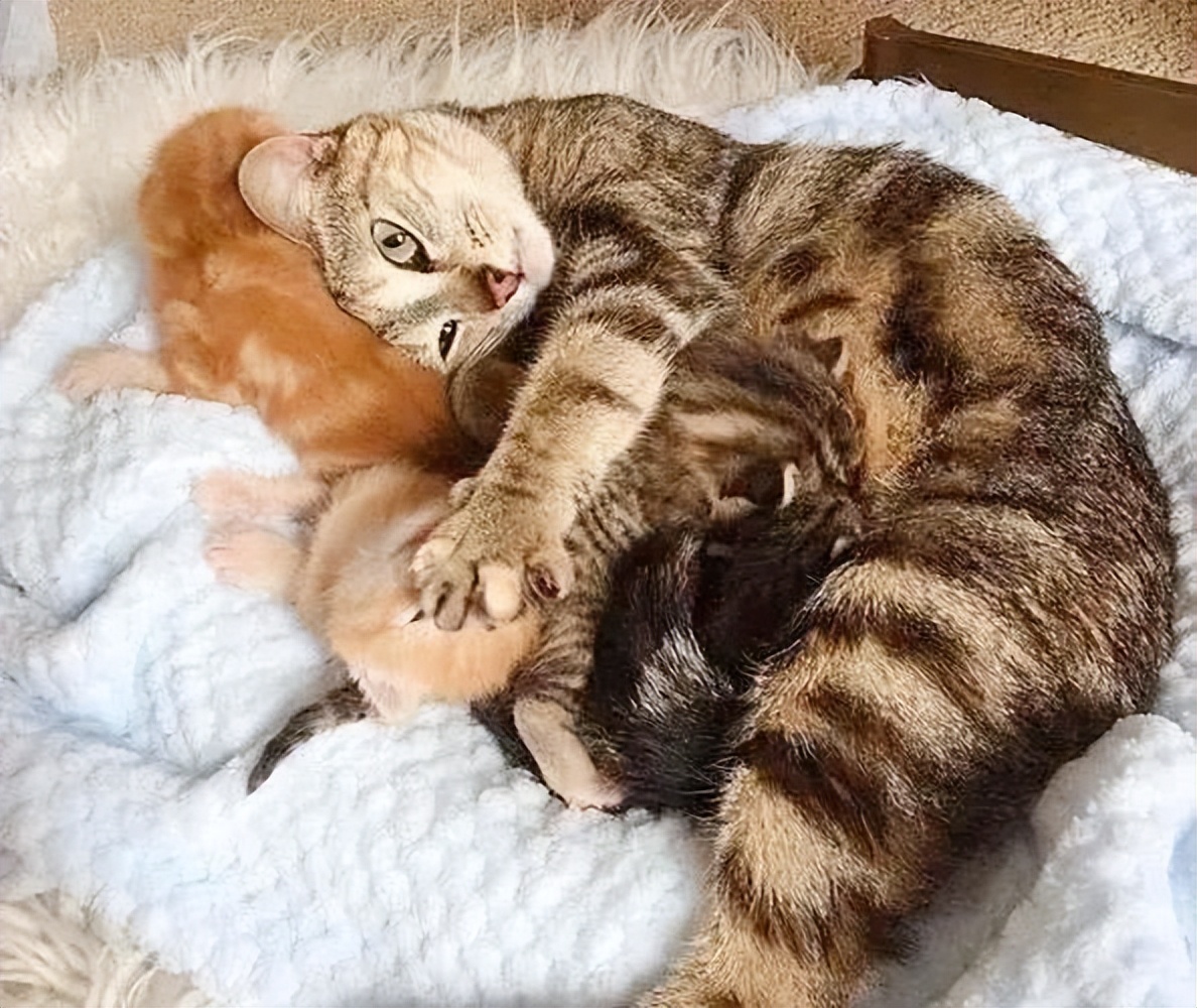 猫妈妈把孩子叼给你，想当“甩手掌柜”？铲屎官误会猫咪了