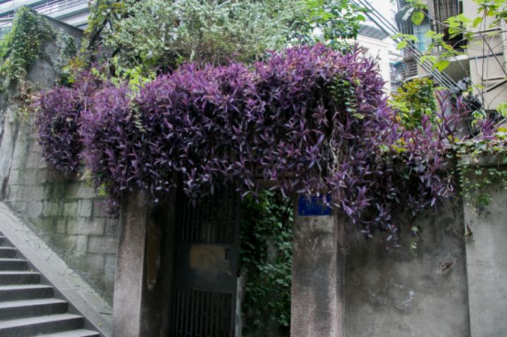 重庆春节小众自驾游推荐,重庆小众宝藏旅行地