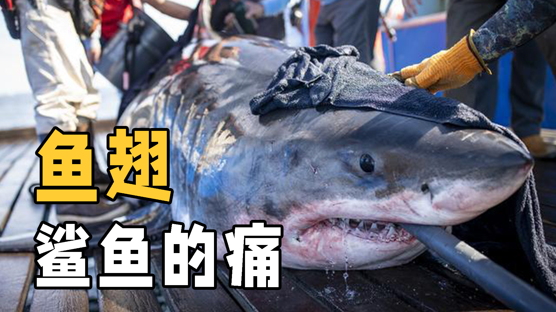 为什么鲨鱼只要鱼翅不要鱼肉呢,鲨鱼的鱼翅是什么味