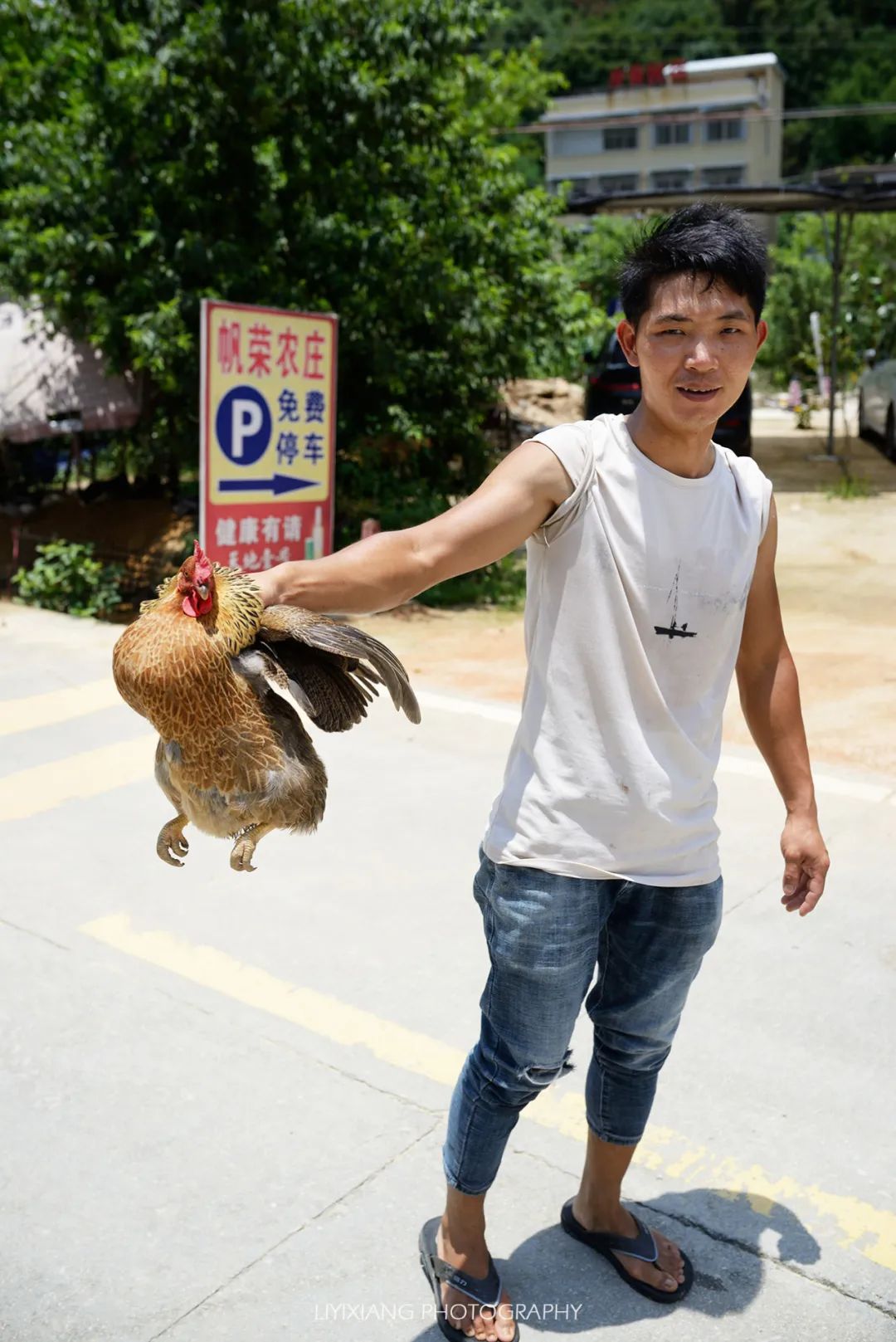 清远鸡什么地方最好,清远鸡冷知识