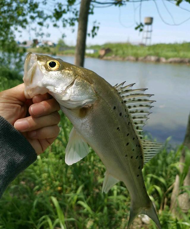 鲈鱼泛滥成灾怎么办,江苏野钓淡水鲈鱼