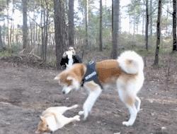 为啥不建议养秋田犬,千万别养秋田犬