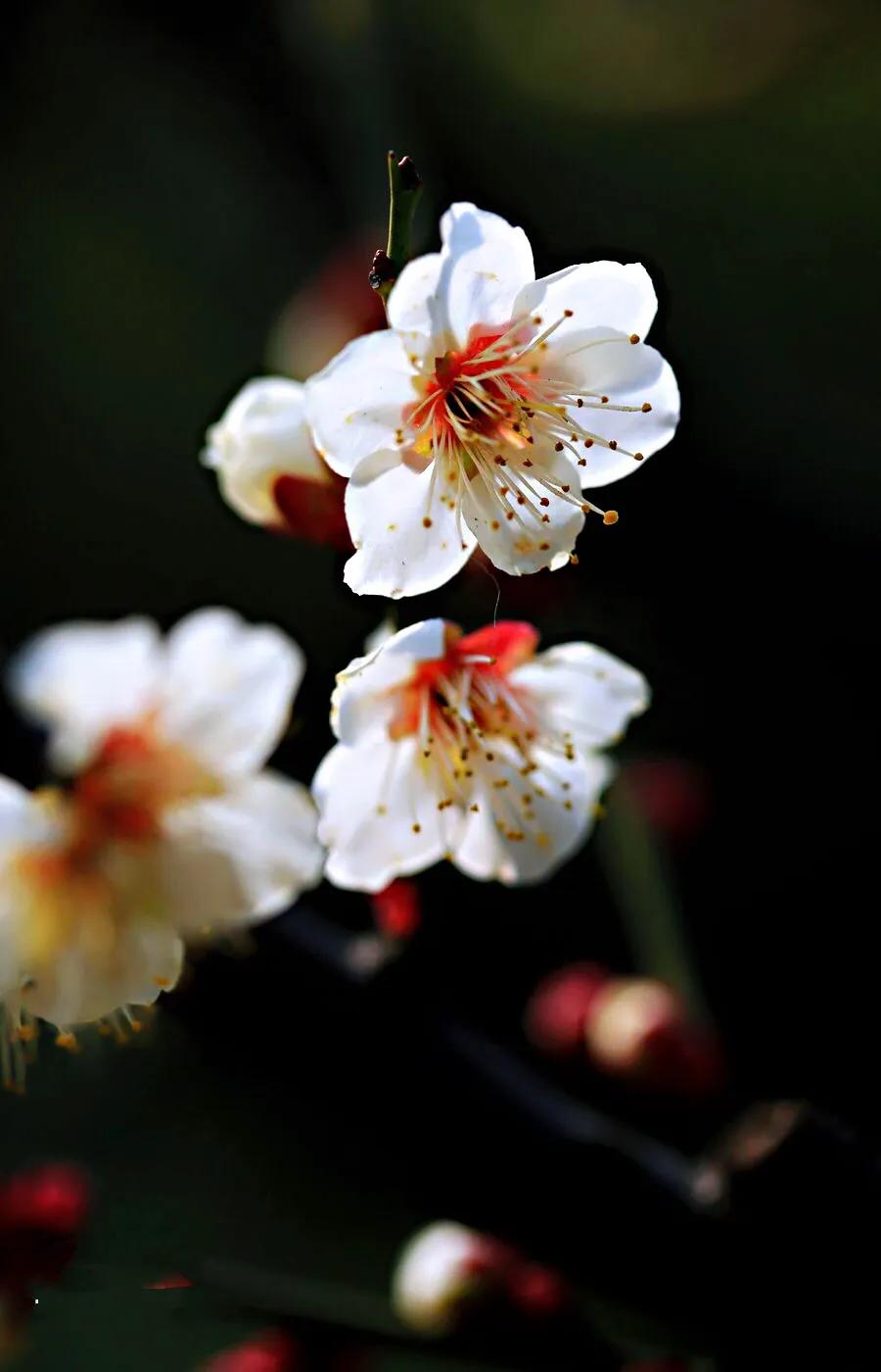 白梅蕴含的品格,白梅寓意