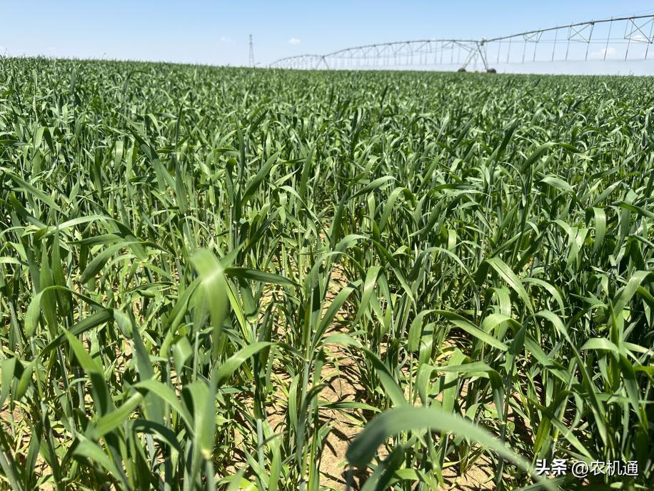 格兰“前推后拉”组合式割草压扁机，开启高效牧草收割模式！