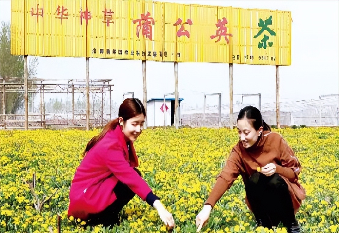 蒲公英会降血糖吗,蒲公英车前草的抗癌功效与作用