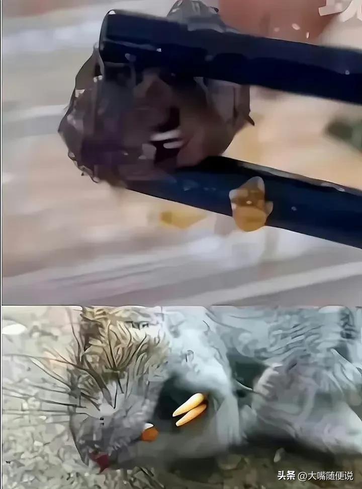 江西工职院指鼠为鸭事件分析,江西通报“指鼠为鸭”事件