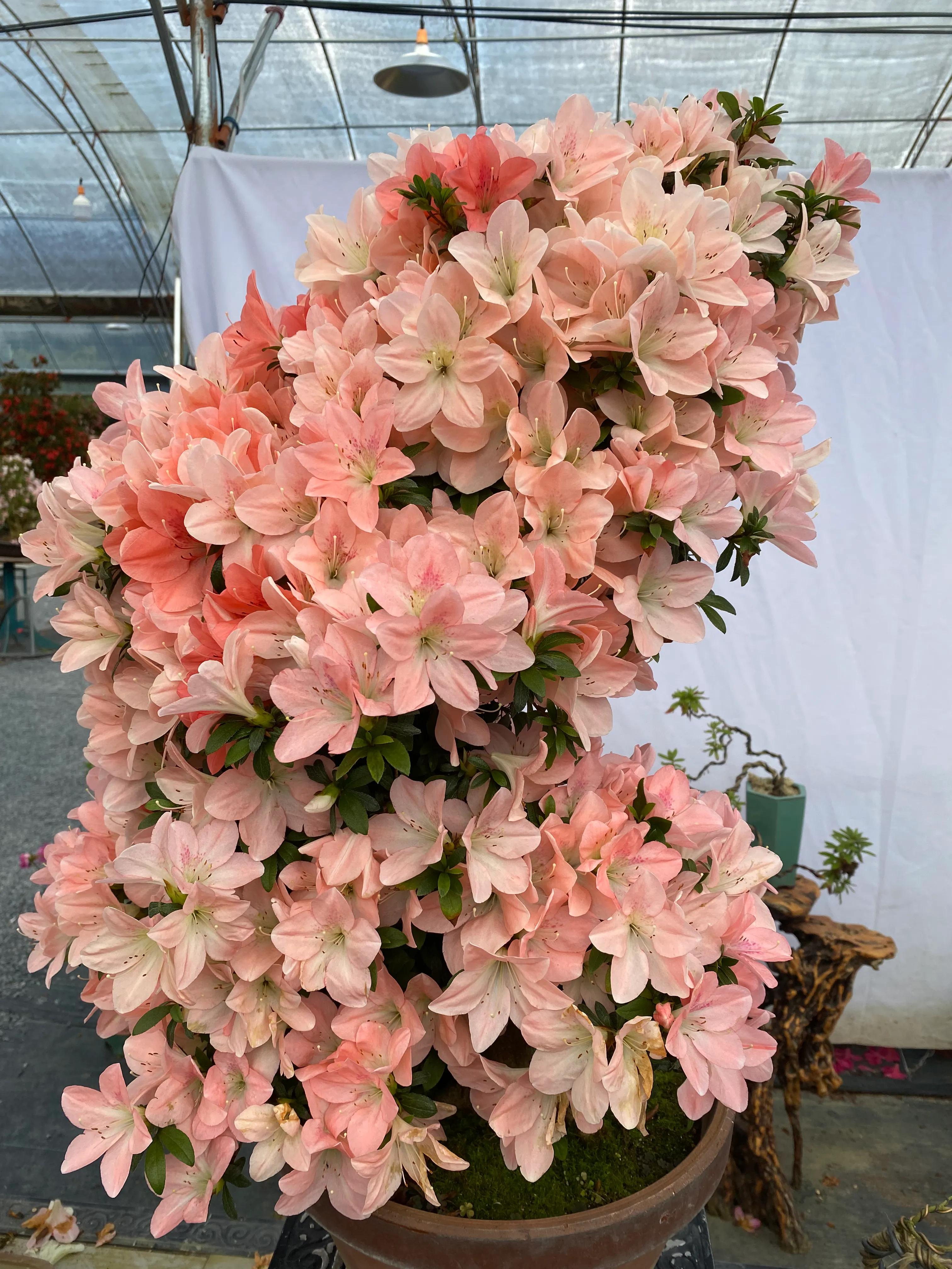 皋月杜鹃花图片大全,皋月杜鹃新品种视频