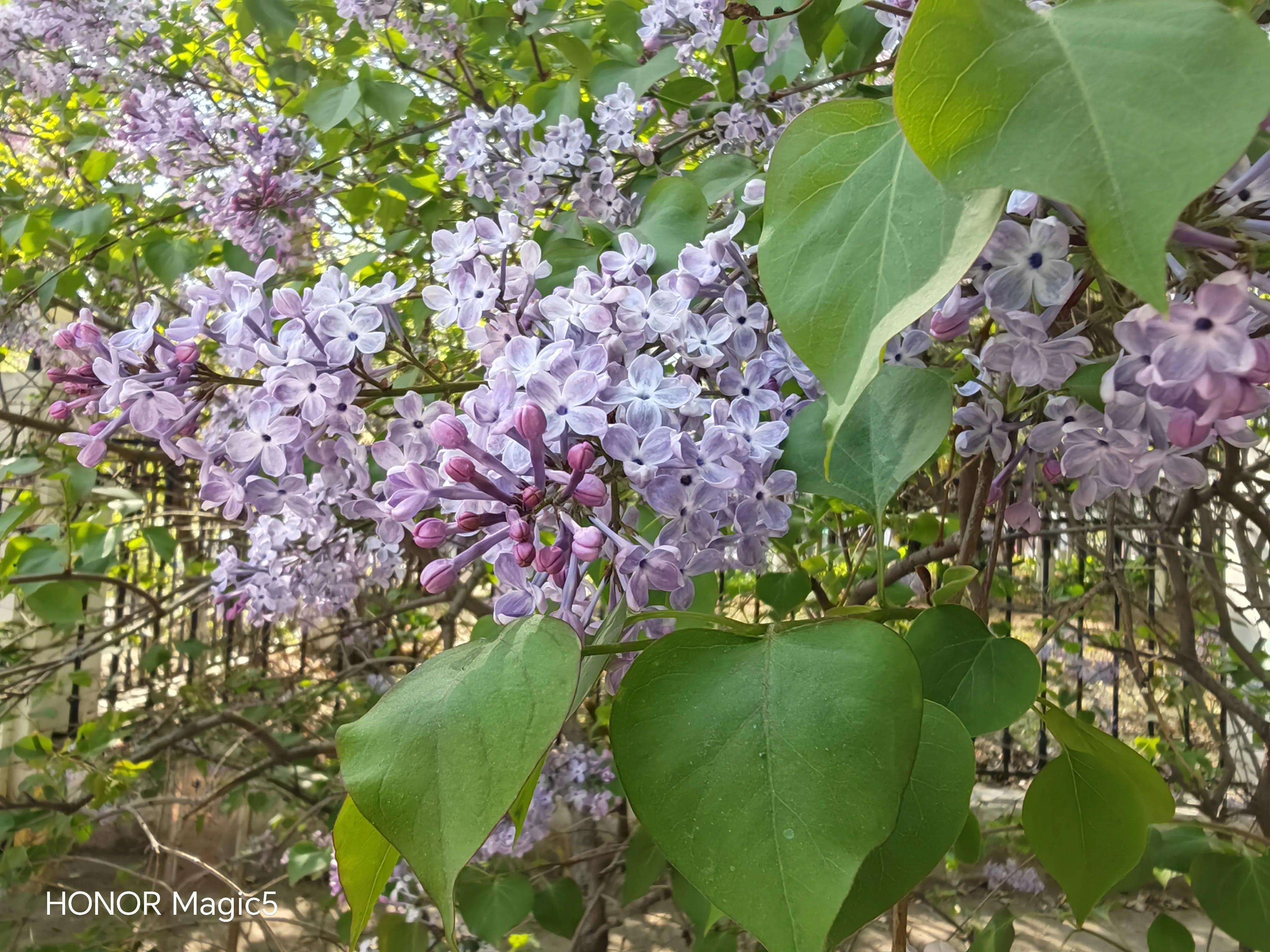 荣耀Magic5一天使用体验总结,荣耀magic5综合体验