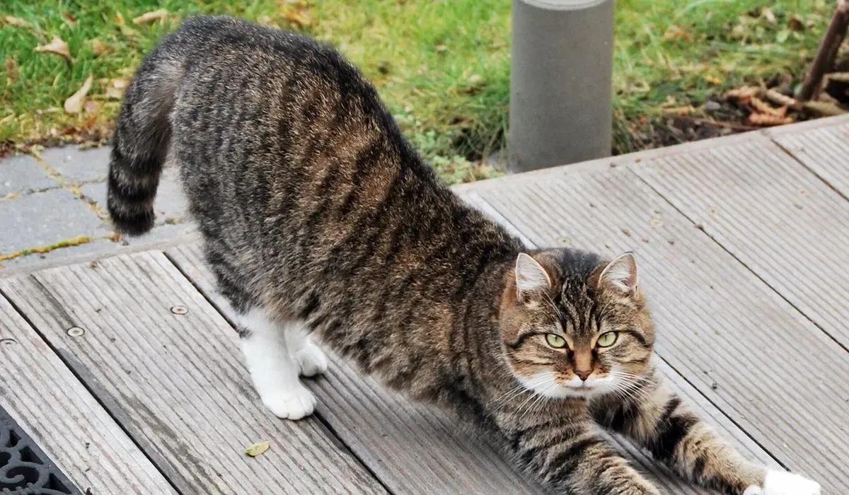 猫咪发情了怎么办？几个小妙招可以舒缓