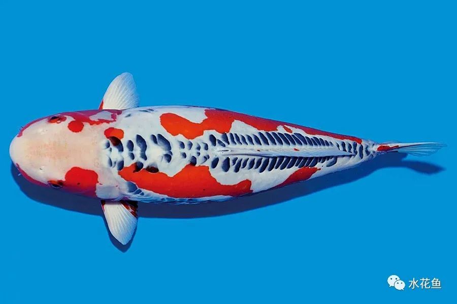 锦鲤的种类和图片大全,常见的十种锦鲤品种图片