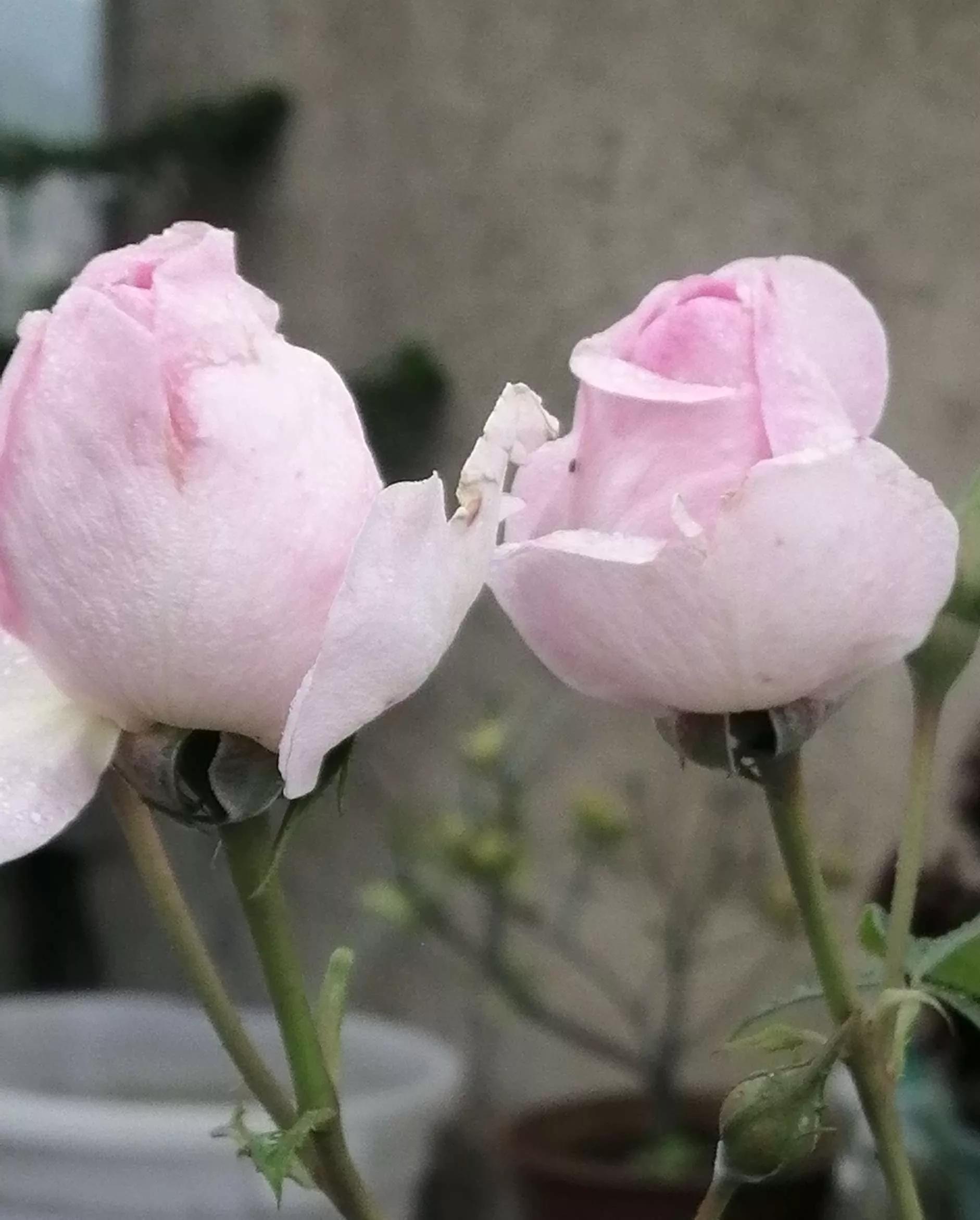 月季品种醉花,月季品种大全及图片欣赏