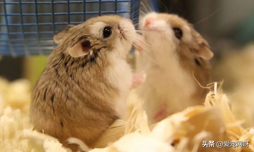 仓鼠的饲养方法及注意事项大全,仓鼠的饲养方法及注意事项