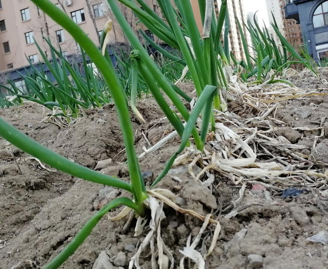 老祖宗种菜谚语,老祖宗留下的种菜口诀