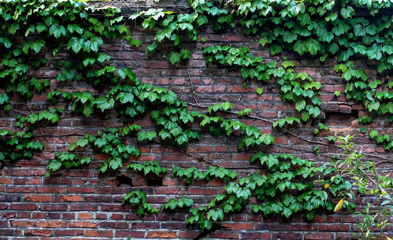 高架桥下种植爬山虎，难道不怕腐蚀吗？看完不得不佩服国人的智慧