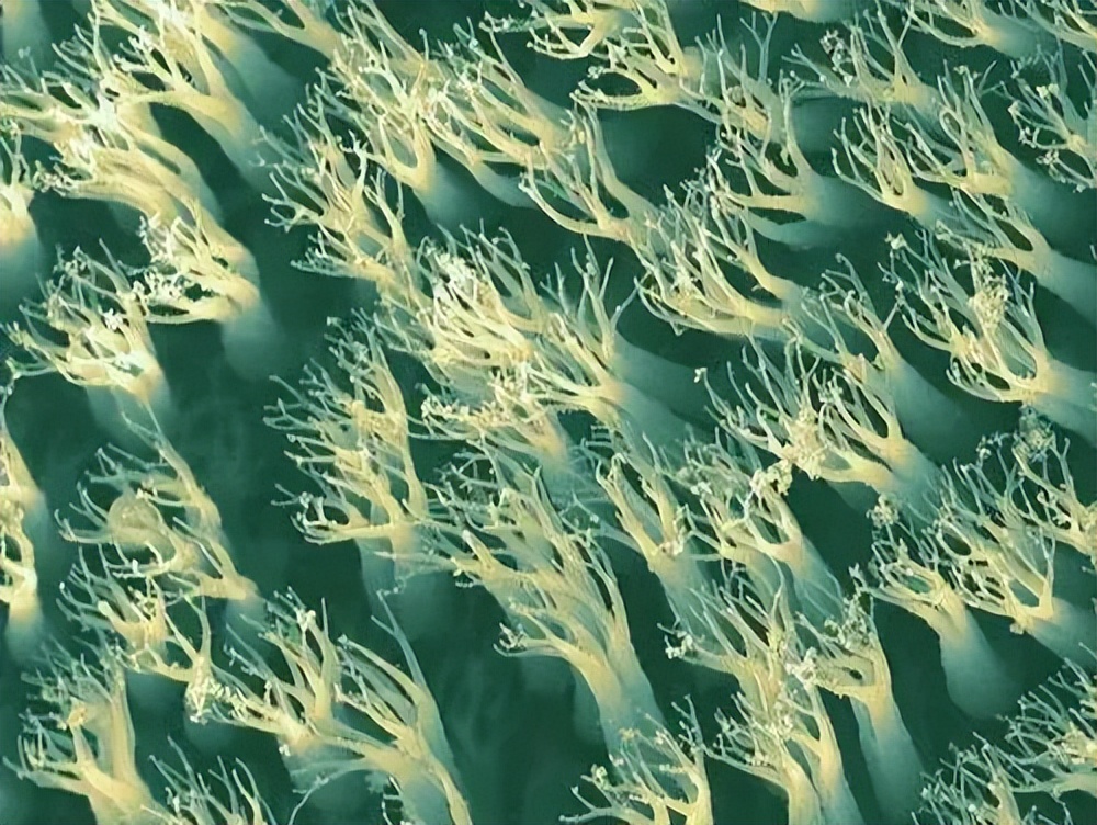 壁虎不是益虫吗为什么是五毒之一,壁虎既然是益虫为什么还是五毒