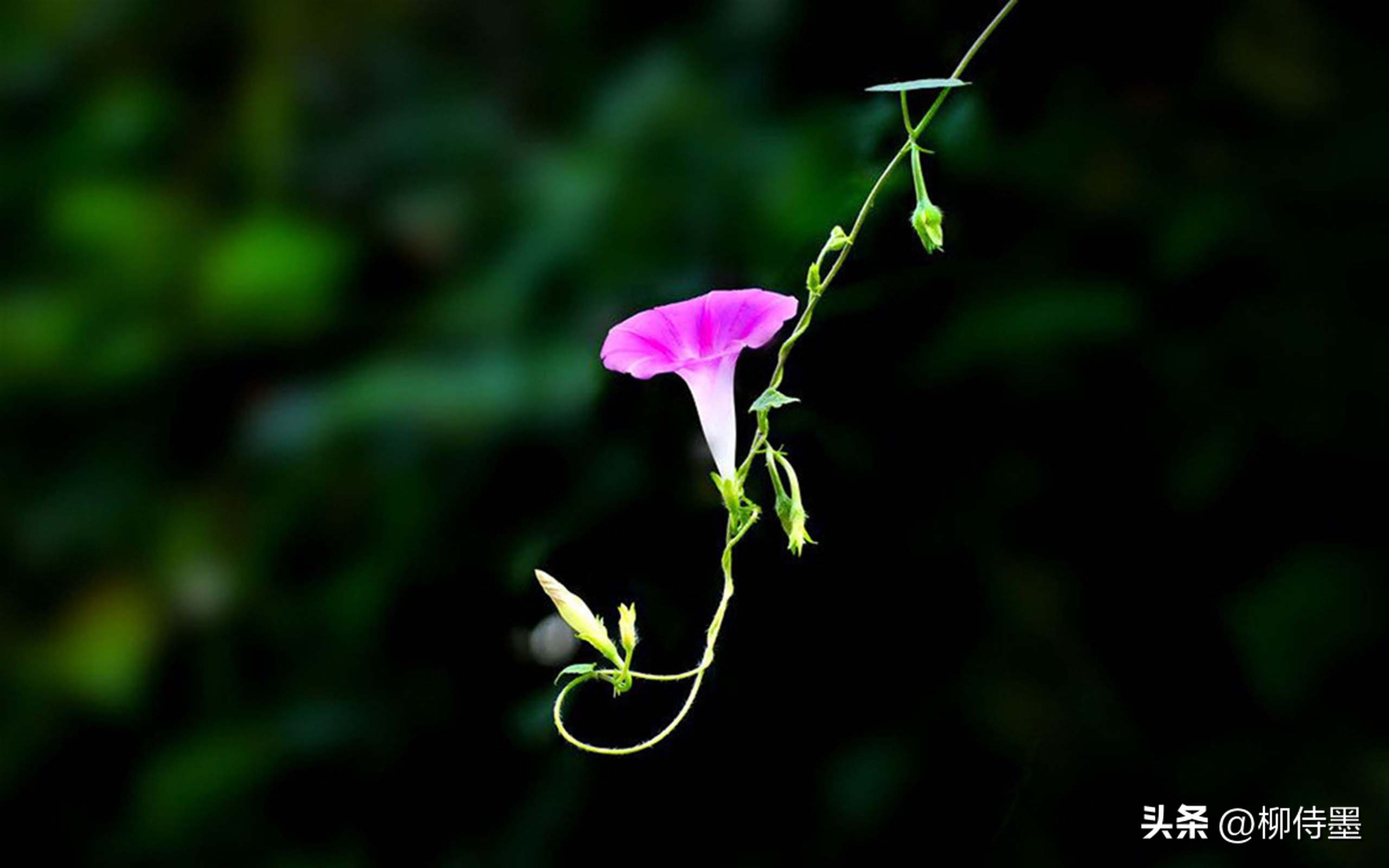 如何拍摄高清花朵照片教程,拍照技术技巧花朵