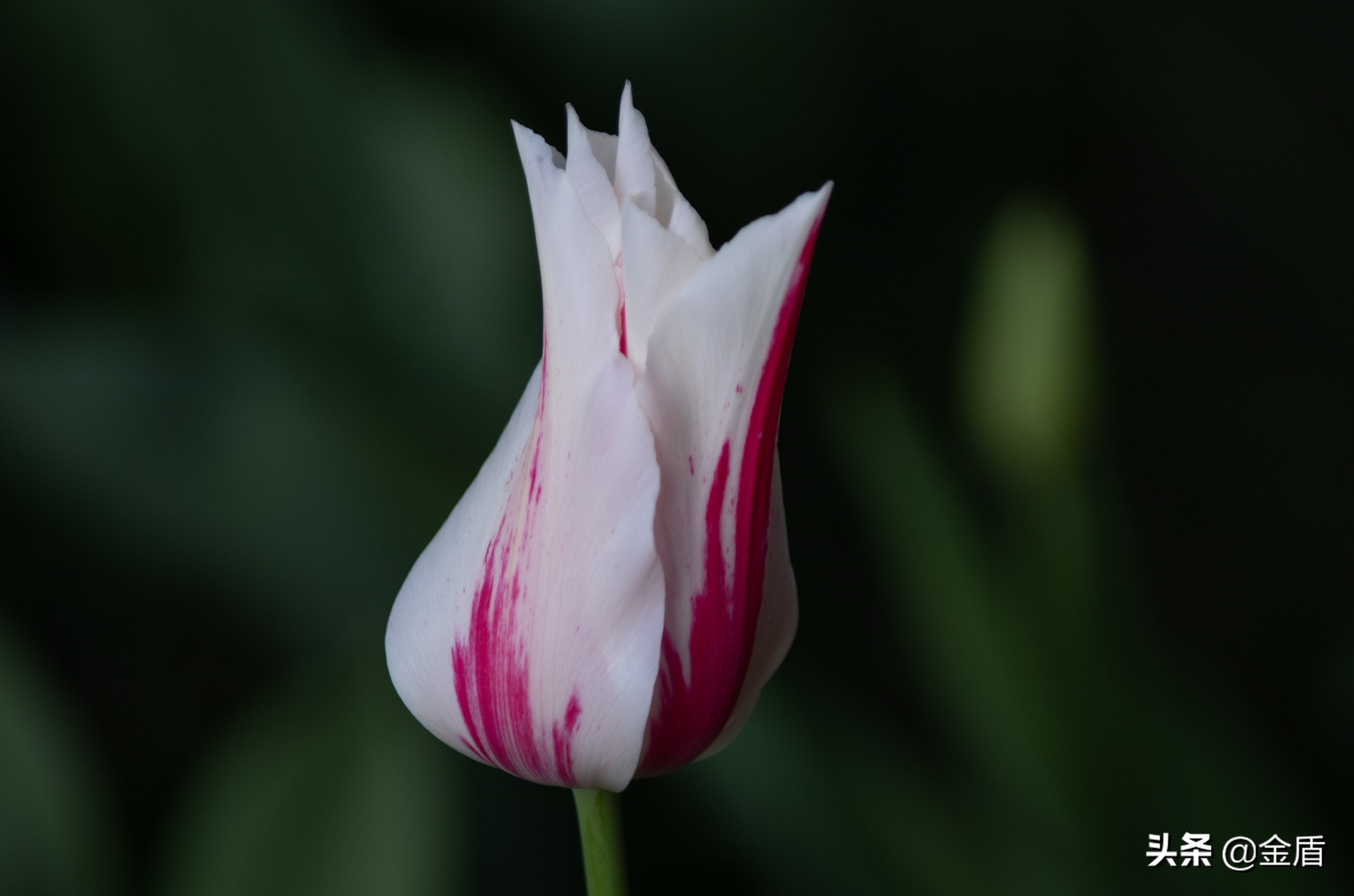 荷兰国花郁金香介绍1500字,荷兰国花是郁金香的原因