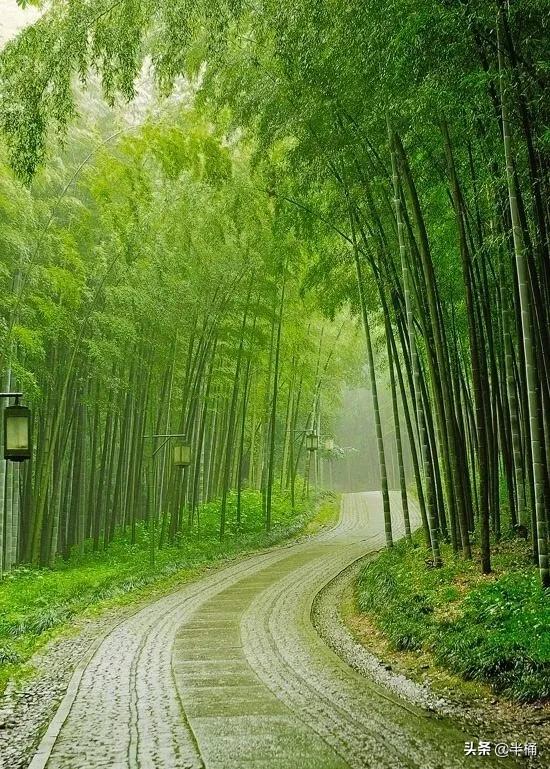 竹子开花马上搬家有这说法吗,竹子开花人要搬家有这种说法吗