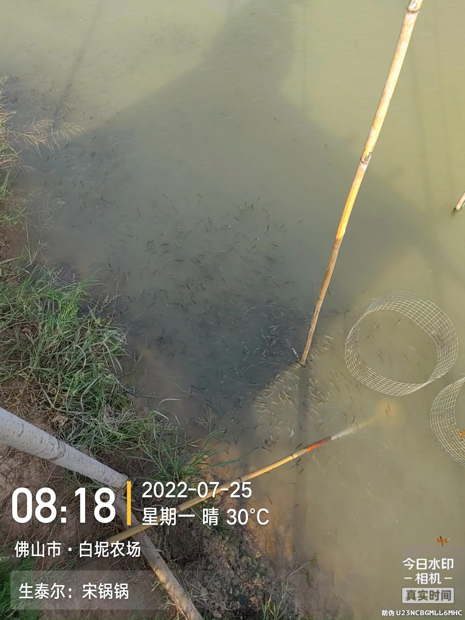 鱼杯状病毒怎么治疗,生鱼弹状病毒特征