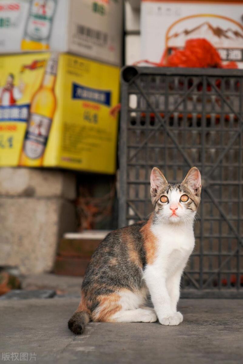 适合3-4天旅游的古镇,值得住一晚的非著名古镇