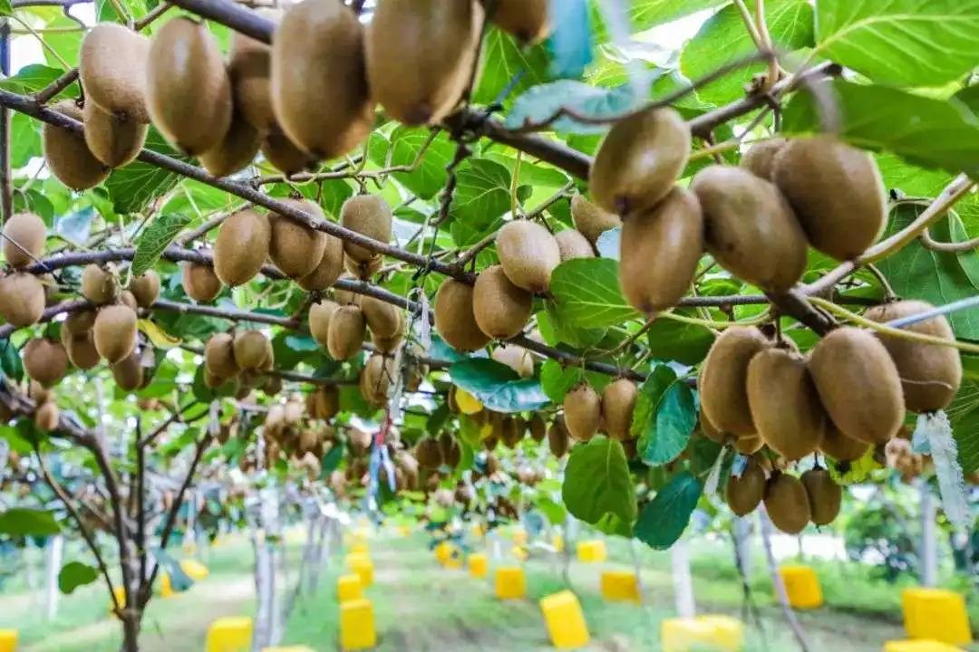 新西兰猕猴桃是中国引进的吗,新西兰猕猴桃发展