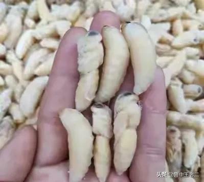 虎头蜂泛滥,欧洲虎头蜂