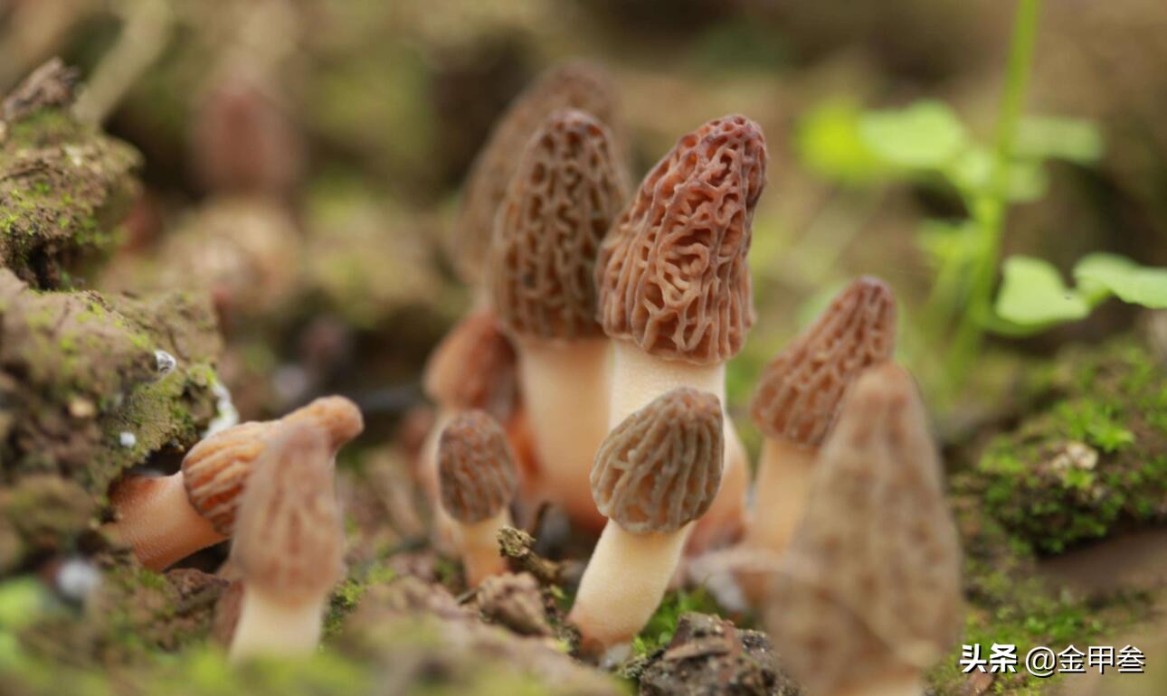 正宗老东北美食,二十多年的老东北美食