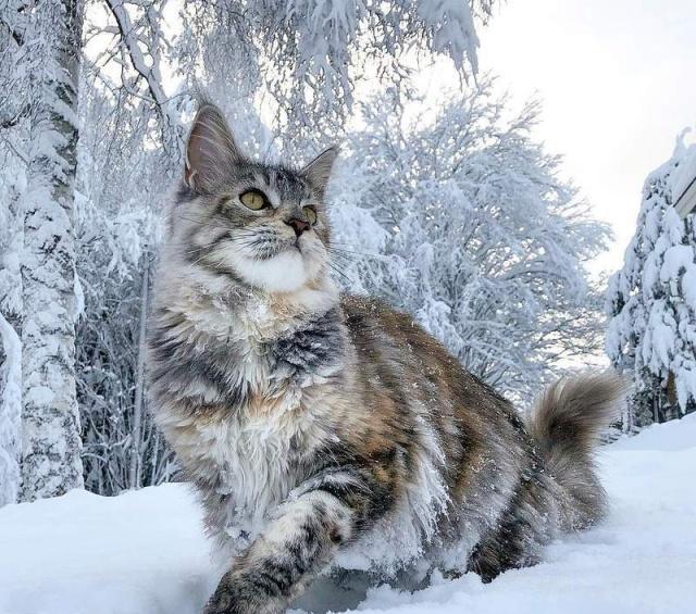 养猫我劝你养中华狸花猫,养巨型缅因猫的感受