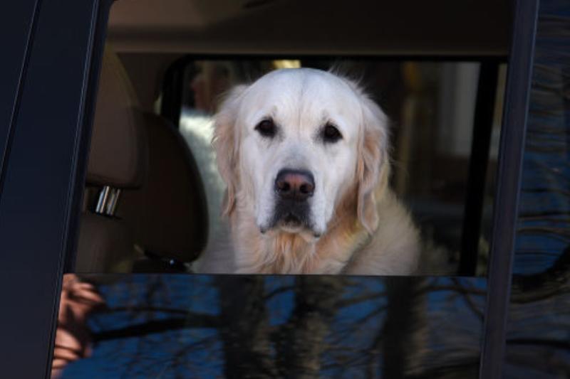 不同品种的狗狗性格差异有多大,16种常见狗狗的优缺点