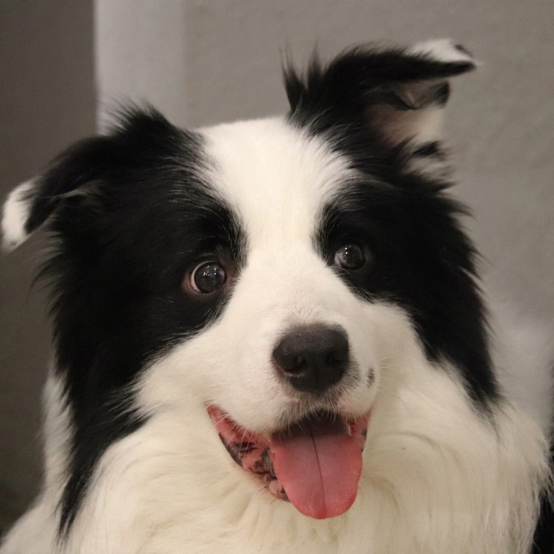 新手适合养的狗便宜可爱,又便宜又可爱的狗